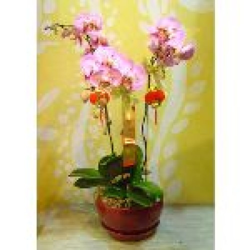 orchid 3-stem
